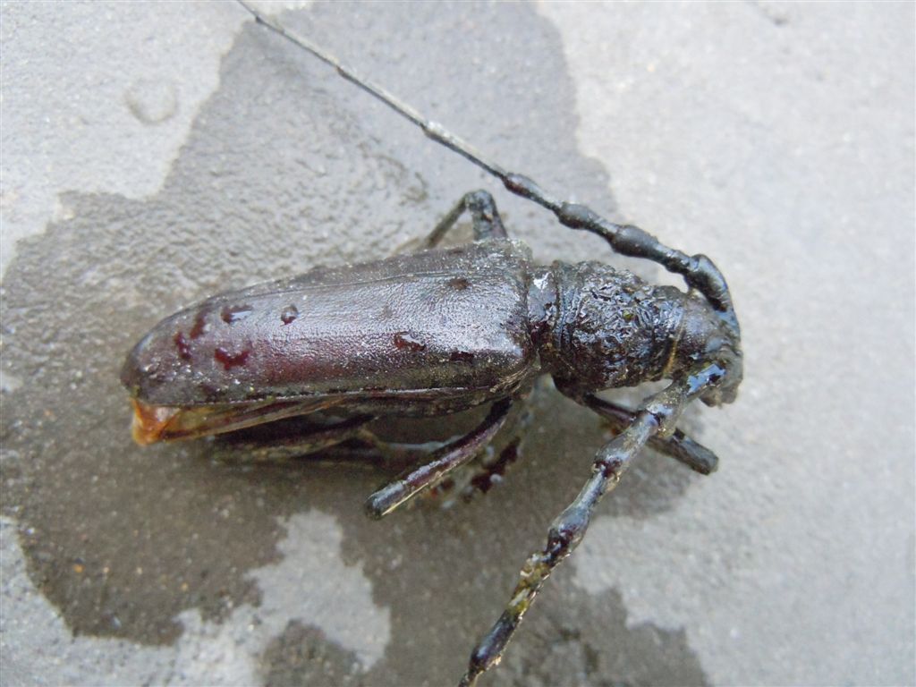 Enorme Cerambycidae - Cerambyx welensii